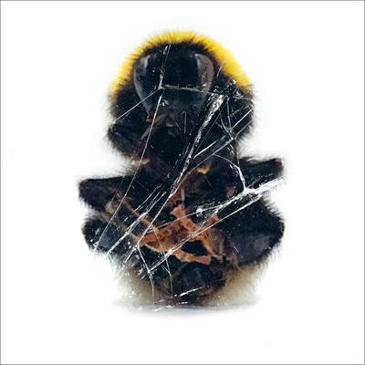 Walls And Dimensions