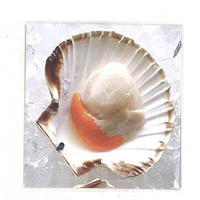 Scones / Scallops (purple vinyl)