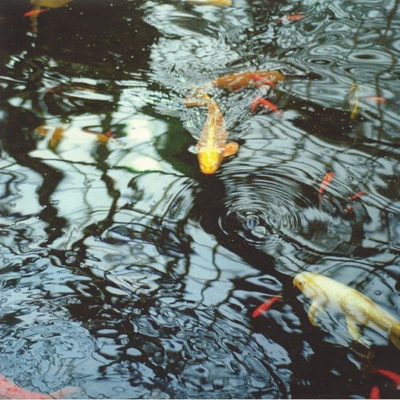 The Reflecting Pool