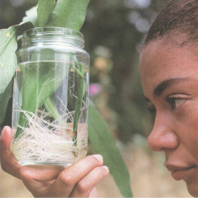 Meeting With A Judas Tree (180g) Transparent Purple Clear Vinyl