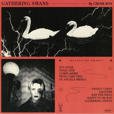 Gathering Swans