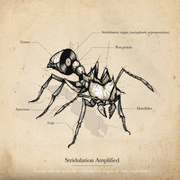 Stridulation Amplified: Compositions With The Stridulatory Organ Of Atta Cephalotes