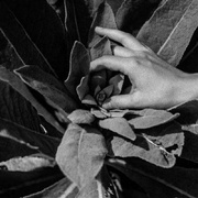 Heide (Silver Vinyl)