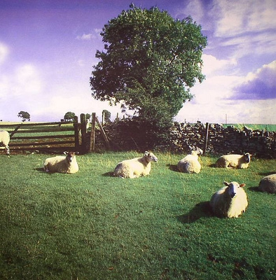 Chill Out (Clear Vinyl)