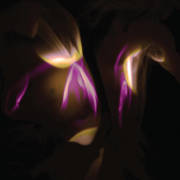 Before The Last Light Is Blown (Transparent Copper Vinyl)