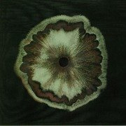 Scheef (Dollkraut Rework)