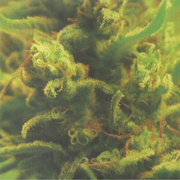 Time Zones (180g)