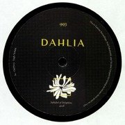Dahlia 995
