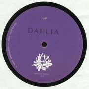 Dahlia 996